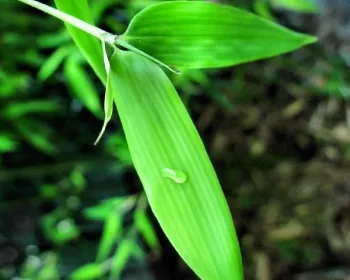 zöld élő bambusztő szabadon kiemelhető földlabdában termékek Ára: 9.000.-Ft-tól/tő