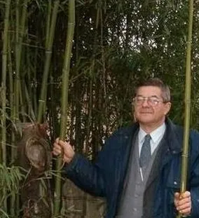 Phyllostachys aureosulcata Kalocsa Meszes dunaparti telep kemény tél 2006 február