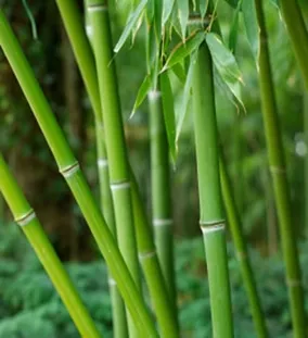 Phyllostachys bisetti Kiváló sövénybambusz